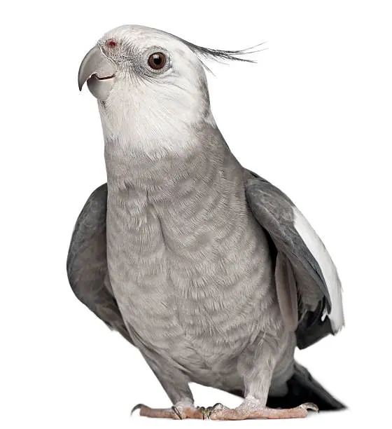 Male Cockatiel, Nymphicus hollandicus, in front of white background