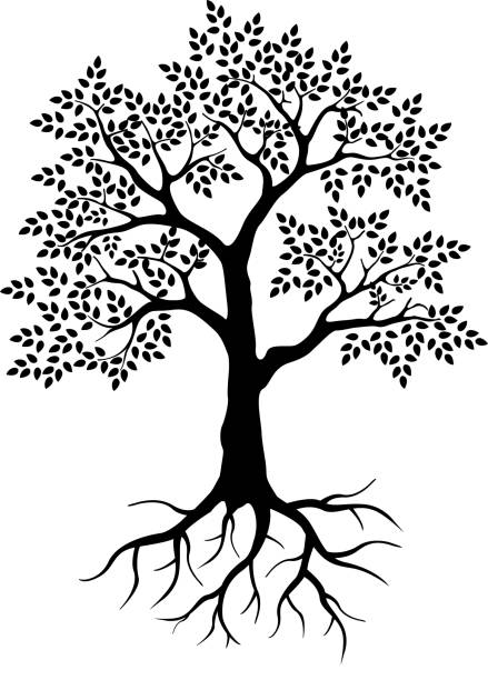 black tree silhouette for your design vector illustration of black tree silhouette for your design genealogy stock illustrations