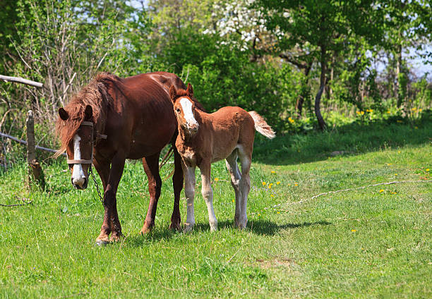 istock Horse and foal together 533982246
