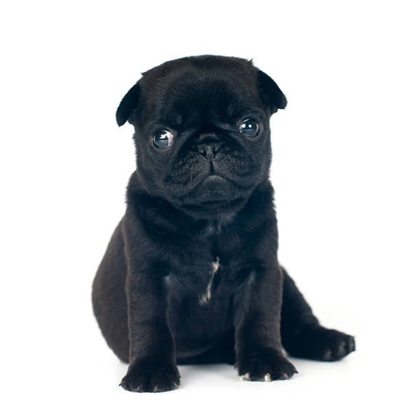 istock One month pug puppy 533982320