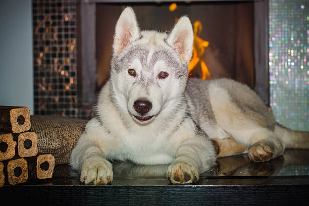 istock Siberian husky is laying on a floor 533982664