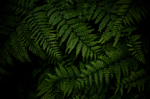  Fern leaves shot from above