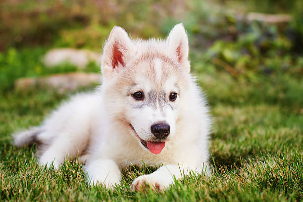 istock Siberian husky. small puppy lying on the lawn. 533983184