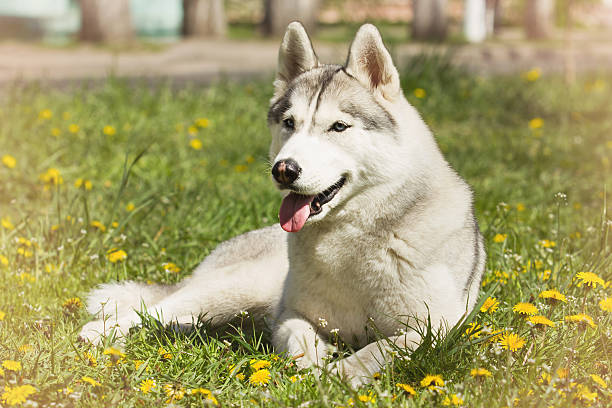 istock Siberian husky. small puppy lying on the lawn. 533983662