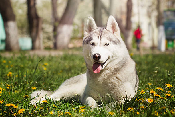 istock Siberian husky. small puppy lying on the lawn. 533983744