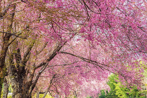 istock Wild Himalayan Cherry flower (Prunus cerasoides) in thailand 533983950