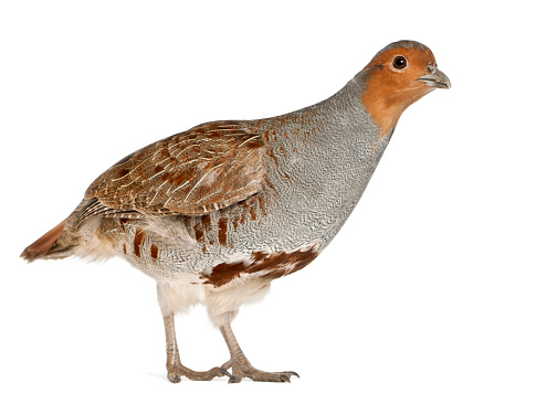 Portrait of Grey Partridge, Perdix perdix, also known as the English Partridge, Hungarian Partridge, or Hun, a game bird in the pheasant family, standing in front of white background