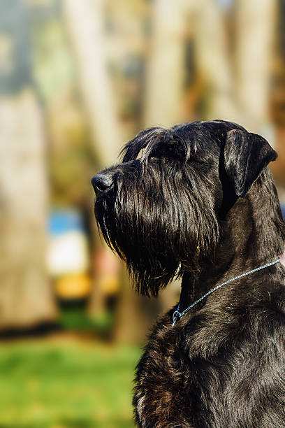 ritratto ravvicinato del cane. schnauzer gigante. cane da assistenza. - giant schnauzer foto e immagini stock