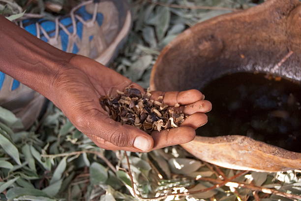 コーヒーはじっくり焼かれる際に使用されるコーヒー、ヴァレイオモ、エチオピア。 - ethiopian coffee ストックフォトと画像