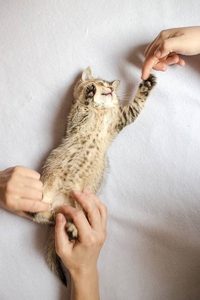 istock people are playing kitten British golden chinchilla ticked 533986680