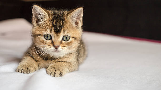 istock small pretty kitten British golden chinchilla ticked lay down on 533986848