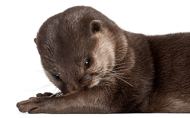 istock Oriental small-clawed otter, Amblonyx Cinereus, 5 years old, lying 533987140