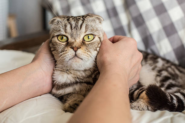 istock person stroking hands surprised cat Scottish Fold 533987558