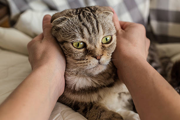 istock person stroking hands surprised cat Scottish Fold 533987612