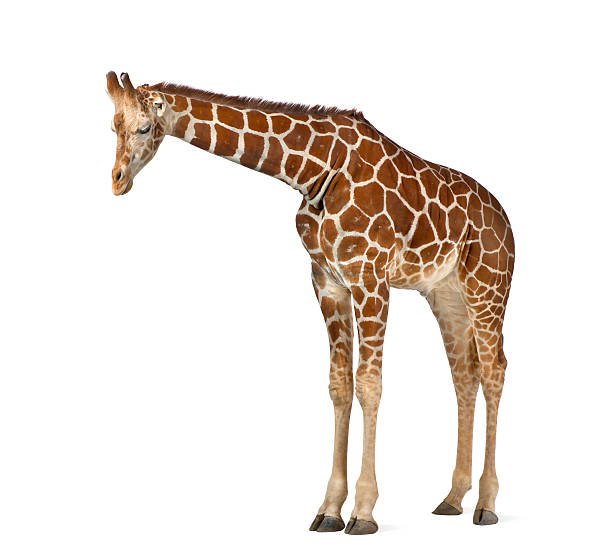 somalo giraffa, comunemente nota come giraffa reticolata, giraffa reticolata camelopardalis - reticulated giraffe foto e immagini stock