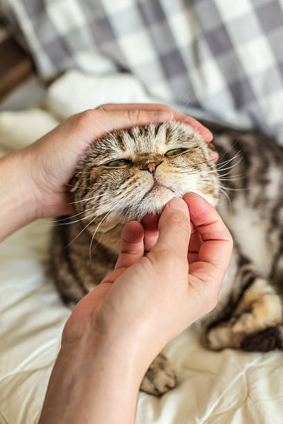 istock person stroking and scratches his beloved cat Scottish Fold 533987676