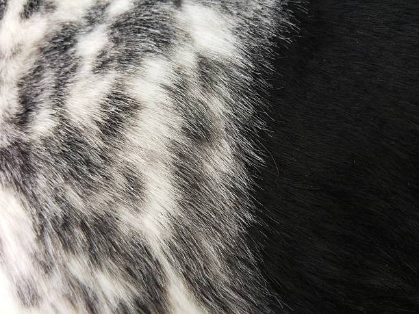 istock Healthy dog coat 533987974