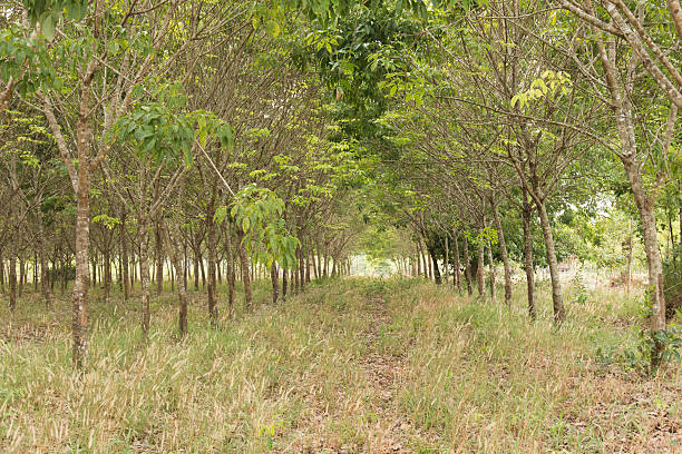 каучуковое дерево фон, таиланд - thailand forest outdoors winding road стоковые фото и изображения
