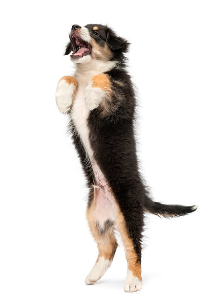 istock Australian Shepherd puppy standing on its hind legs 533988542