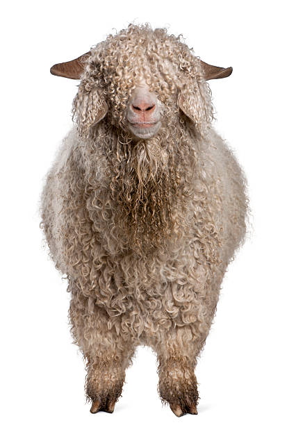 Angora goat in front of white background Angora goat in front of white background shaggy fur stock pictures, royalty-free photos & images