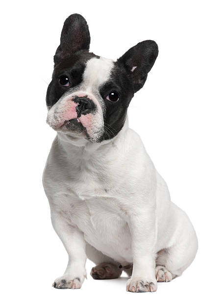 istock French Bulldog, 13 months old, sitting 533989542