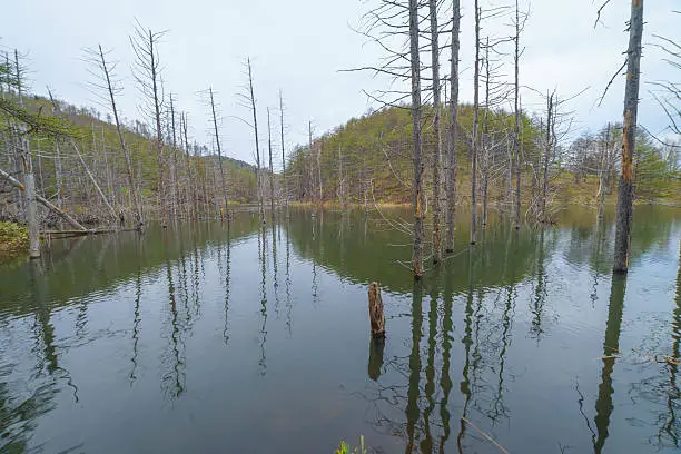 Deadwood in the water, Sakhalin island, Russia.