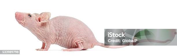 Hairless House Mouse Mus Musculus 3 Months Old Stock Photo - Download Image  Now - Hairless Animal, Animal, Animal Body Part - iStock