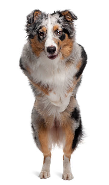 istock Australian Shepherd dog jumping, 7 months old, 533990292