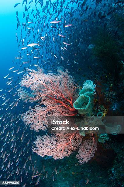 Exploding Fish Deep Colorful Reef Scene Exploding With Coral And Fish Stock Photo ...