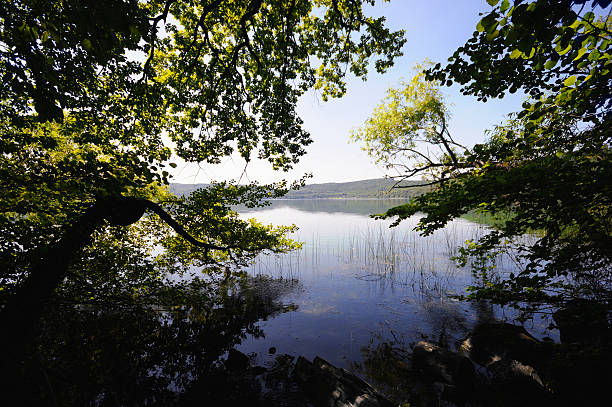 lake volcano Laacher See in Eifel (Germany). View over the lake with its reed and sea roses.