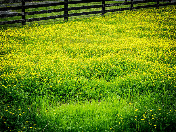 istock Pasture with Yellow Flowers 533991278