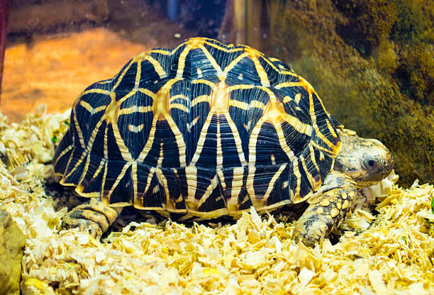 Indian star tortoise. Turtle. Little turtle endangered. Turtle animal. Indian star tortoise. Turtle. Little turtle endangered. Turtle animal. geochelone elegans stock pictures, royalty-free photos & images