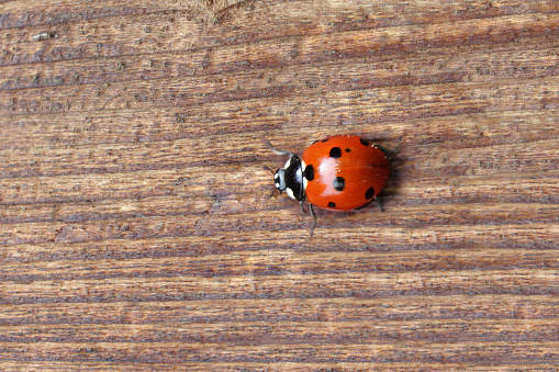Red beetle of a ladybug sits on a green leaf
