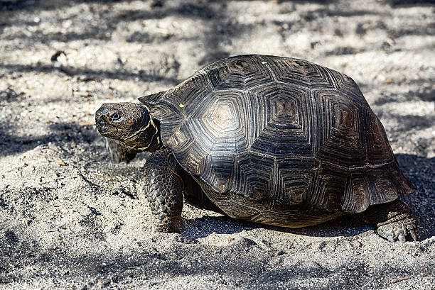 istock Giant Tortoise  close up 533992101