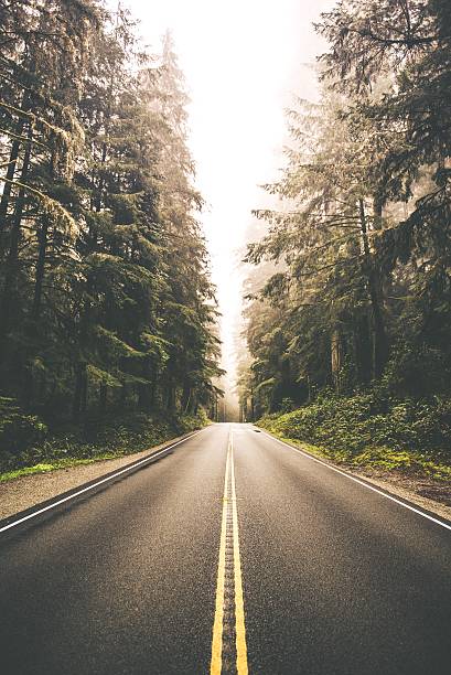 istock Redwood Forest Road Trip 533992166