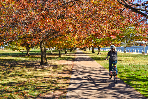Canberra, Australia, 4 May 2016. Autumn arrives in Canberra, trees become multicoloured around the lake Burley Griffin. A woman enjoys a nice bike ride on the path under the line of trees. Canberra is a fantastic place to relax and exercise in large nature parks.