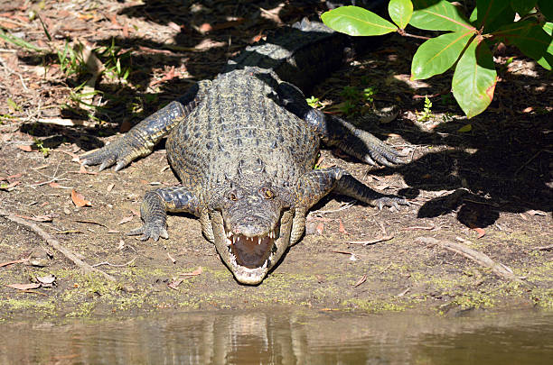 istock Saltwater crocodile on a river bank with his jaws open 533992188