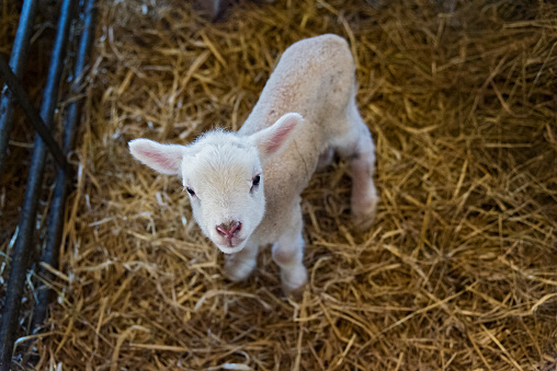Cute new born lamb looking up at the camera from his pen. The lambs are born indoors and after a few weeks was the weather has warmed up they are let out into the big wide world. Colour, horizontal with some copy space.
