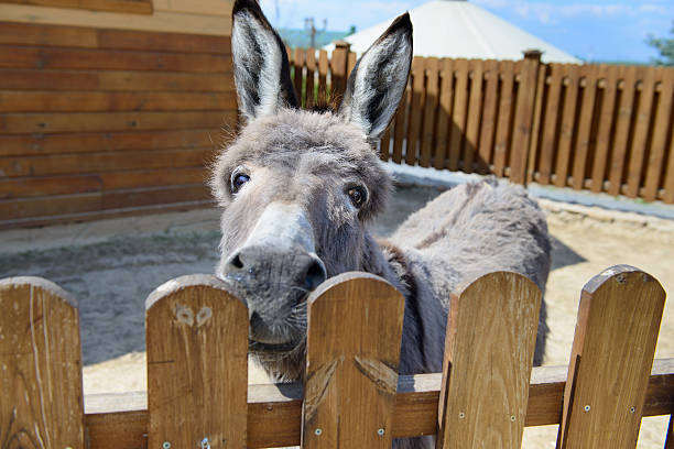istock gray donkey animal closeup 533992770