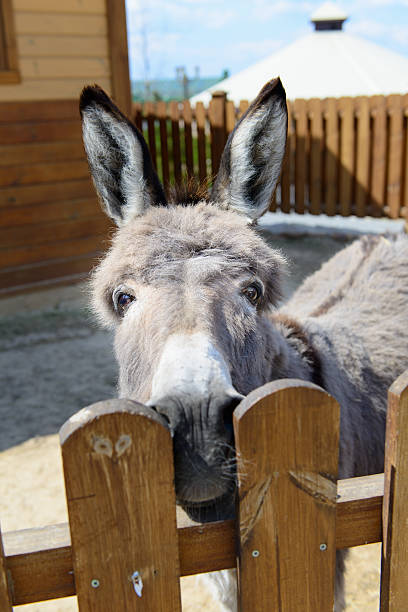 istock gray donkey animal closeup 533992828