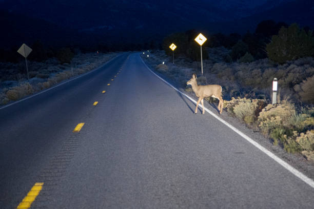 Deer in headlights A deer crossing the road in front of a car with an animal crossing sign behind it. headlight stock pictures, royalty-free photos & images