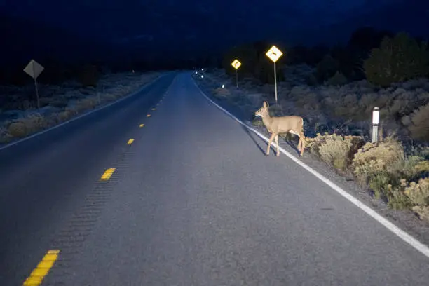 A deer crossing the road in front of a car with an animal crossing sign behind it.