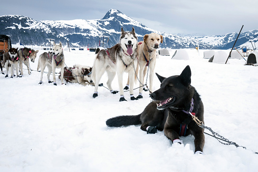 Sled dogs take a rest break during a dog sled training run