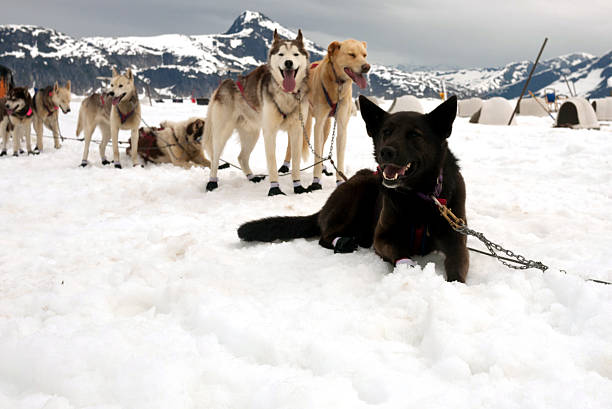 istock Alaskan sled dogs on a rest break 533993265