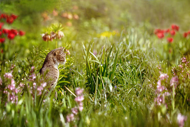 istock Cat in the flower bed hunts on the mouse. 533993792