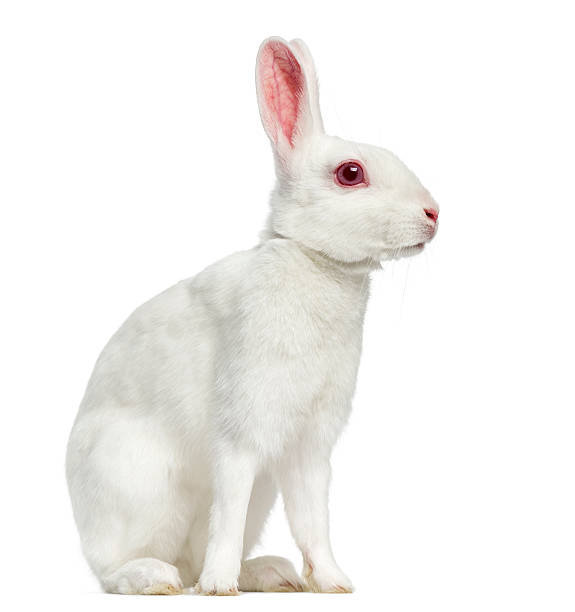 109.100+ Fotos, Bilder und lizenzfreie Bilder zu Weiße Kaninchen - iStock |  Weiße hasen