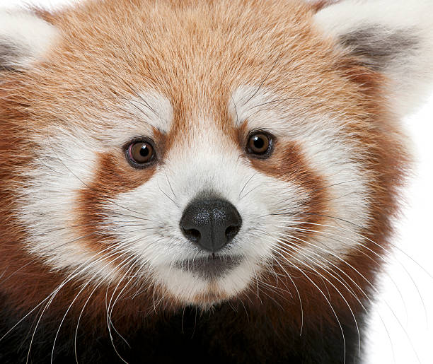 istock Young Red panda or Shining cat, Ailurus fulgens 533994028