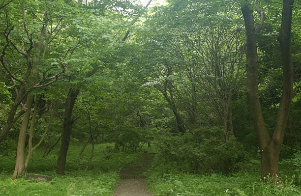 istock Japanese forest in summer 533994054