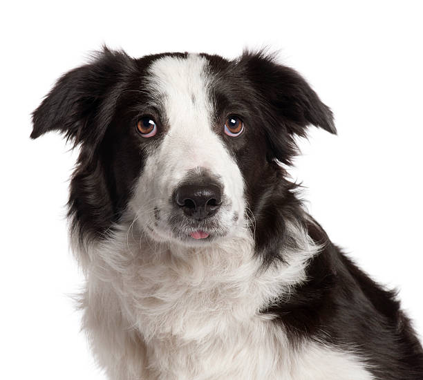 istock Close-up of Border Collie, 7 months old, 533994214