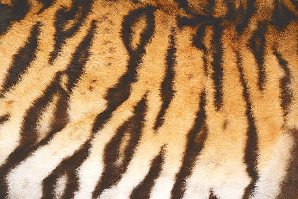 istock beautiful tiger fur with vintage effect 533994215
